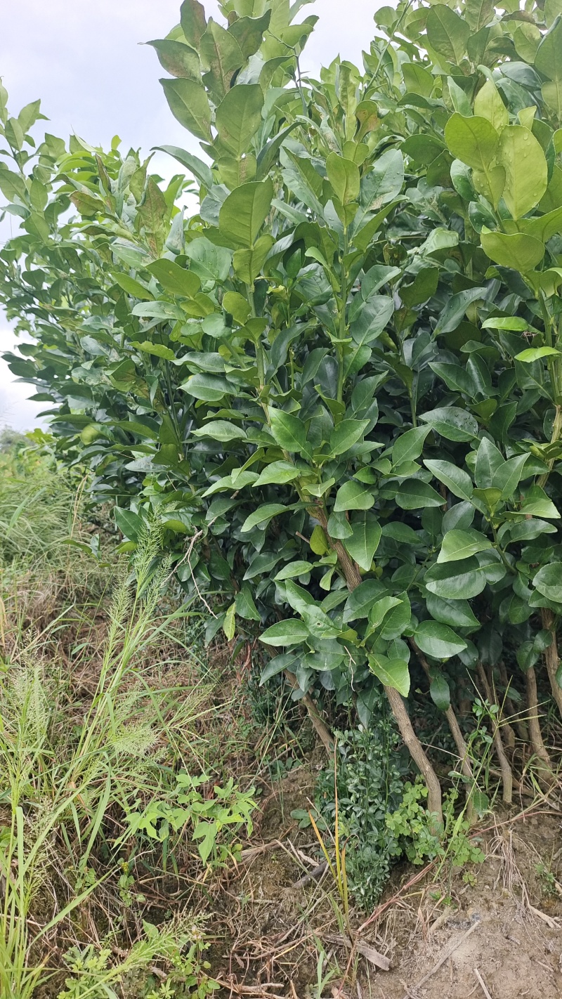 正宗红心马家柚苗适合南北方种植基地直供欢迎电话联系