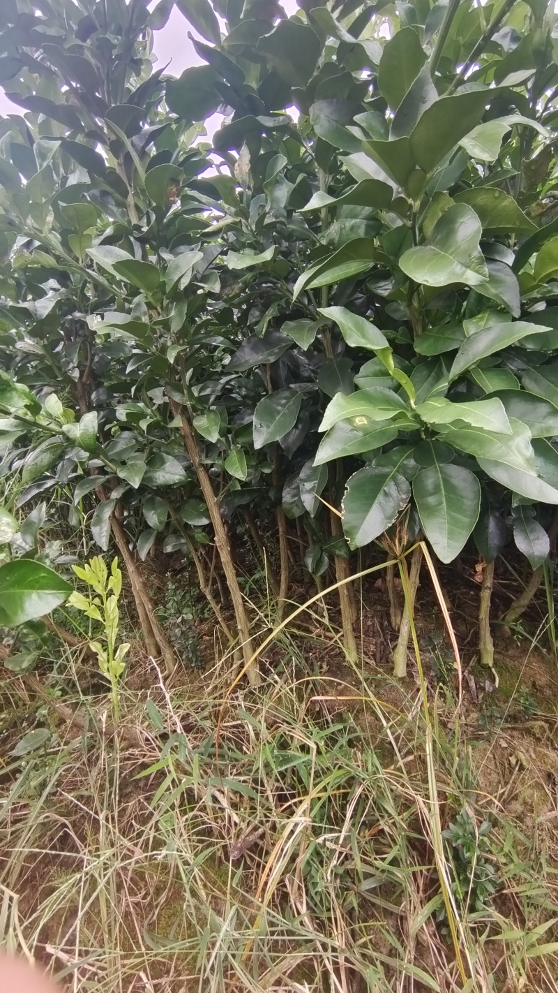 正宗红心马家柚苗适合南北方种植基地直供欢迎电话联系