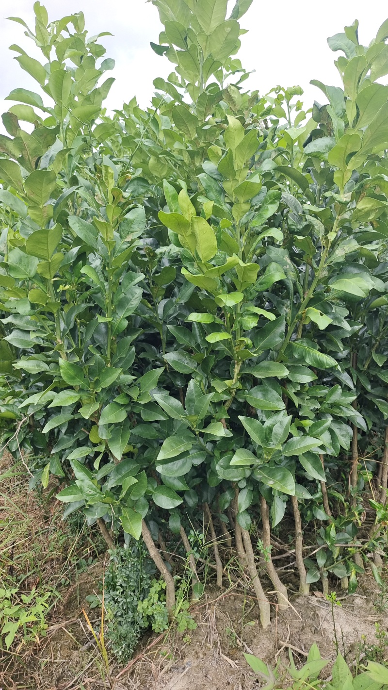 正宗红心马家柚苗适合南北方种植基地直供欢迎电话联系