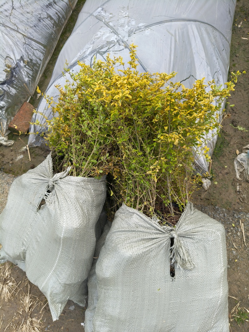 亮晶女贞大杯2年生，高度40cm，基地有量，欢迎订购。