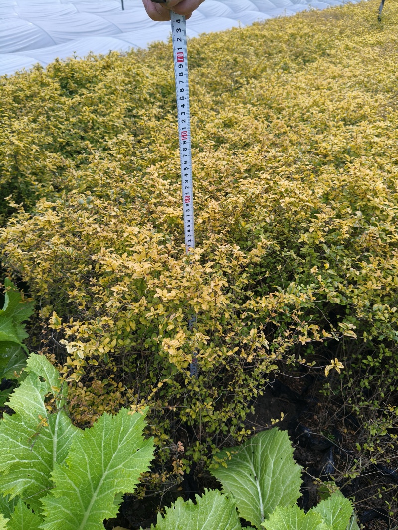 亮晶女贞大杯2年生，高度40cm，基地有量，欢迎订购。