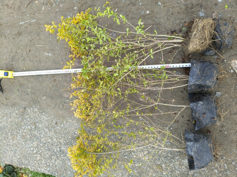 亮晶女贞大杯2年生，高度40cm，基地有量，欢迎订购。