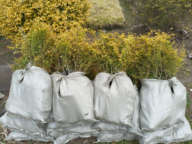 亮晶女贞大杯2年生，高度40cm，基地有量，欢迎订购。