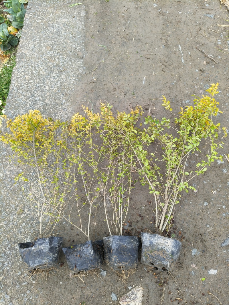 亮晶女贞大杯2年生，高度40cm，基地有量，欢迎订购。