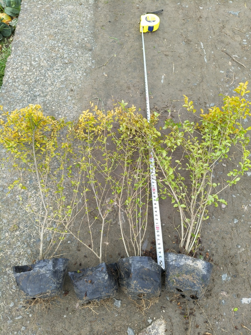 亮晶女贞大杯2年生，高度40cm，基地有量，欢迎订购。