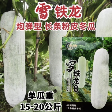 晨峰雪铁龙冬瓜种子炮弹形特大粉皮冬瓜种子新一代中熟品种