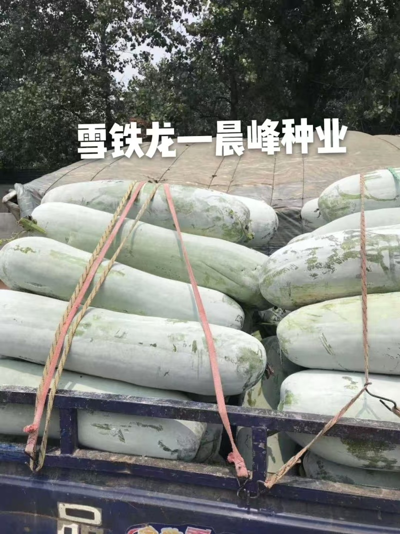 晨峰雪铁龙冬瓜种子炮弹形特大粉皮冬瓜种子新一代中熟品种