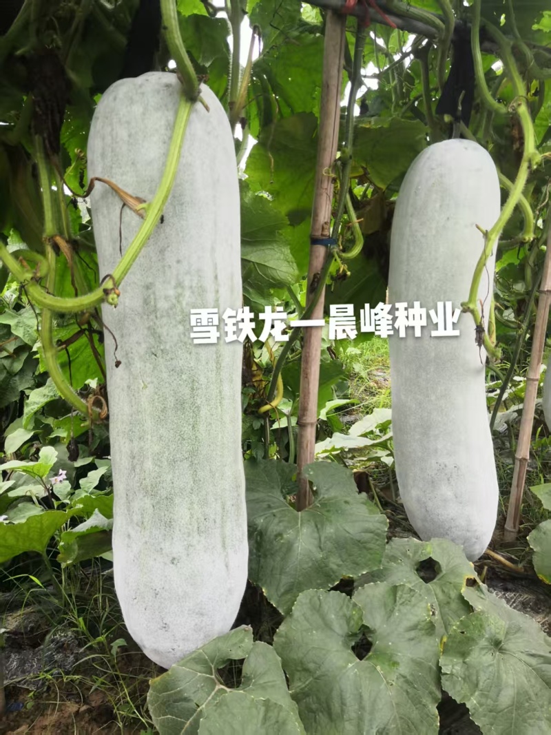 晨峰雪铁龙冬瓜种子炮弹形特大粉皮冬瓜种子新一代中熟品种