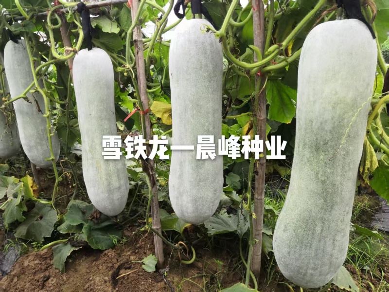 晨峰雪铁龙冬瓜种子炮弹形特大粉皮冬瓜种子新一代中熟品种