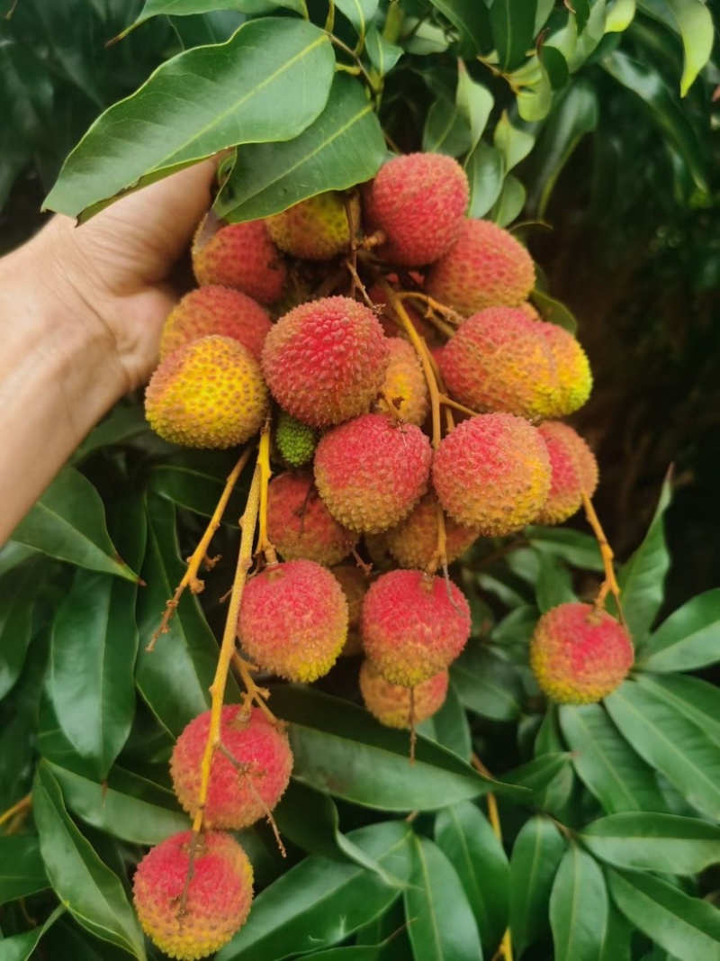 妃子笑