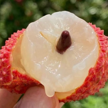 桂味荔枝