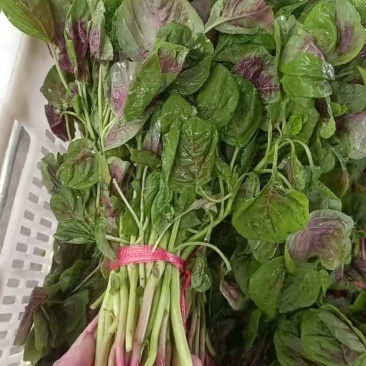 新鲜苋菜