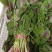 新鲜苋菜