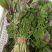 新鲜苋菜