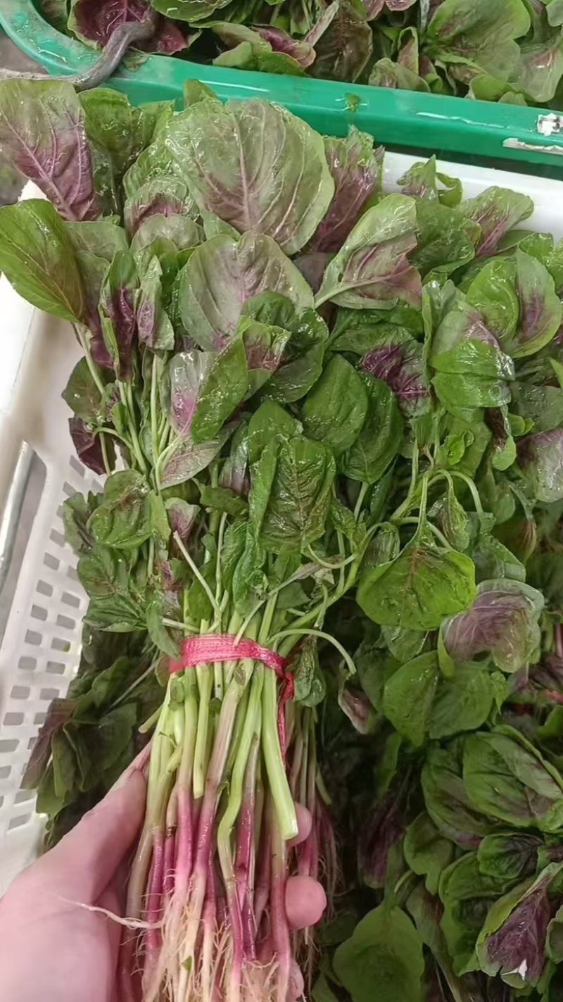 新鲜苋菜