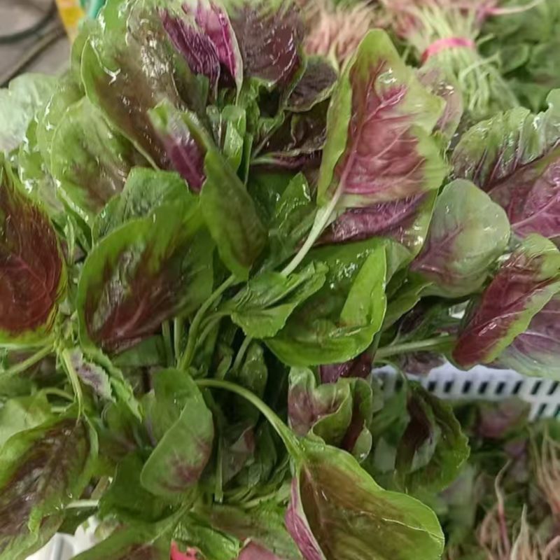 新鲜苋菜
