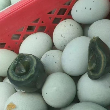 河北松花蛋，全国发货，保质保量，可对接电商超市等