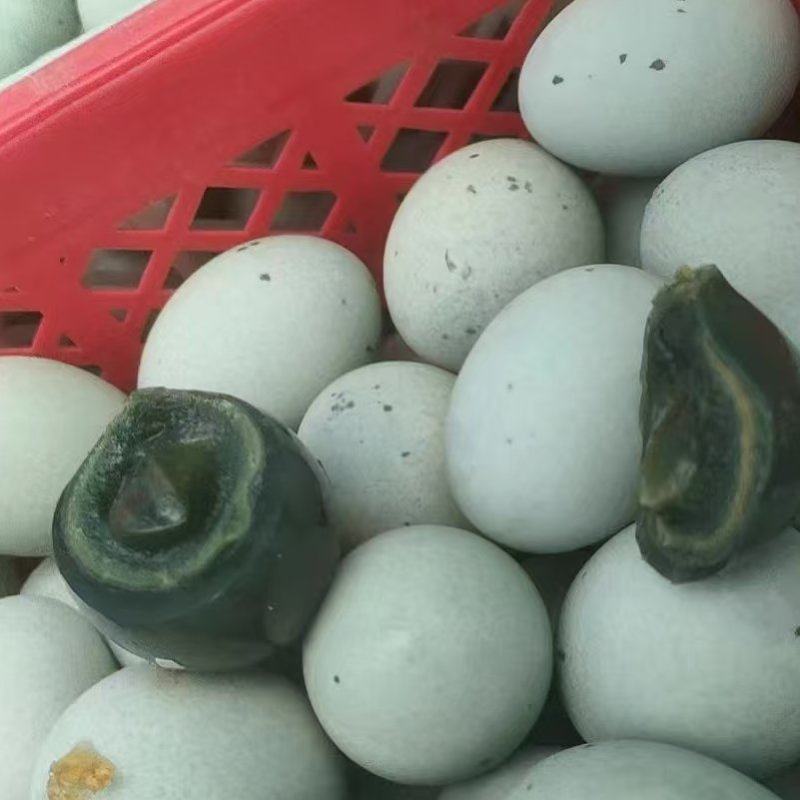 河北松花蛋，全国发货，保质保量，可对接电商超市等