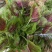 新鲜苋菜