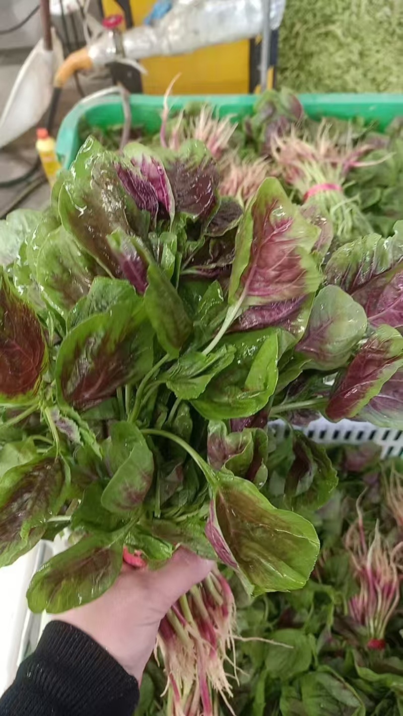 新鲜苋菜
