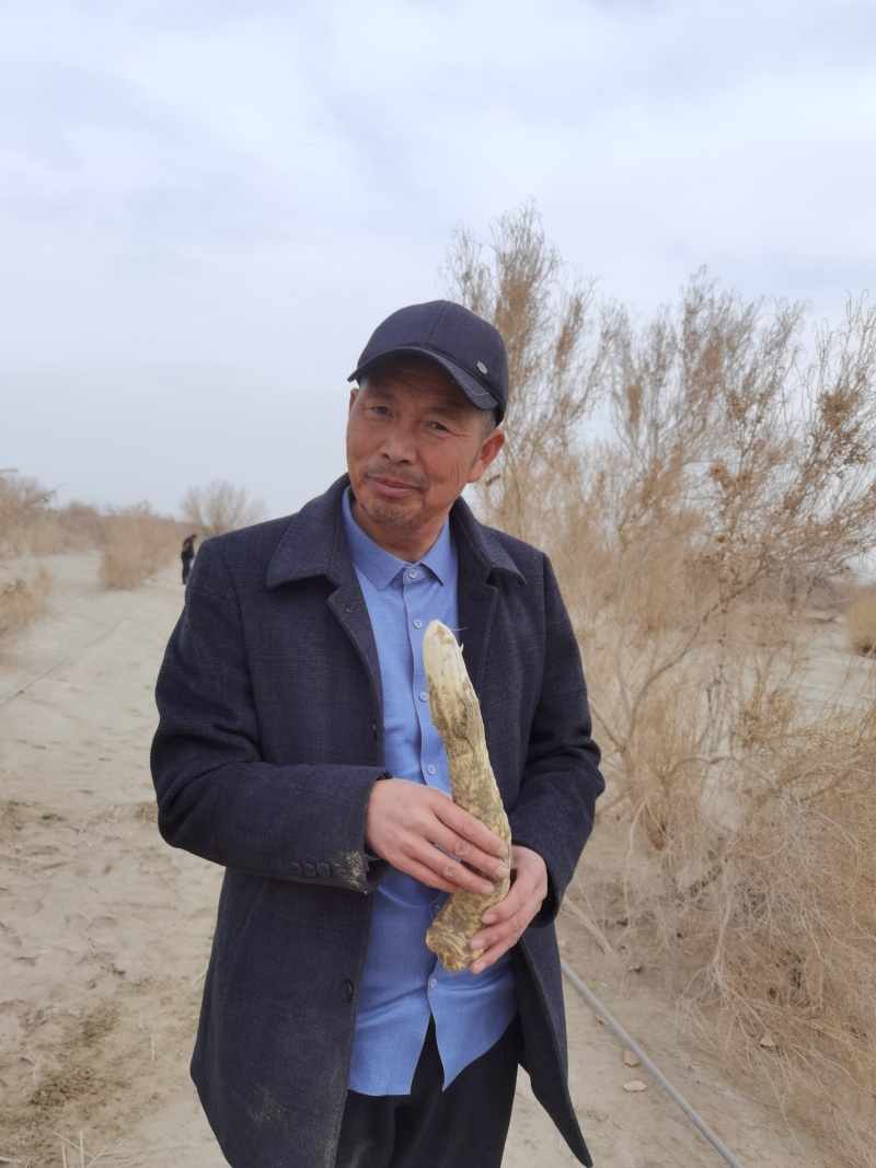 荒漠肉苁蓉软大芸药食同源大芸新疆源头大量供货