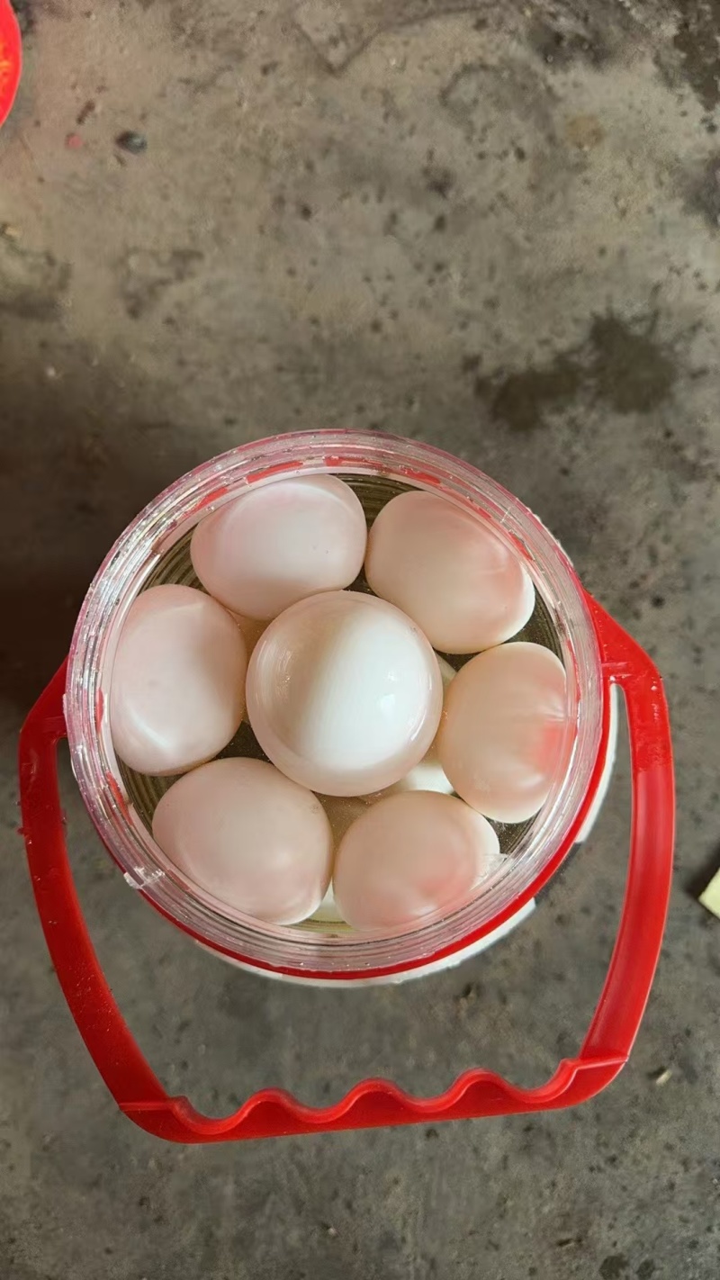 桶装鹅蛋批发价，品质保证，诚信经营，可视频看货
