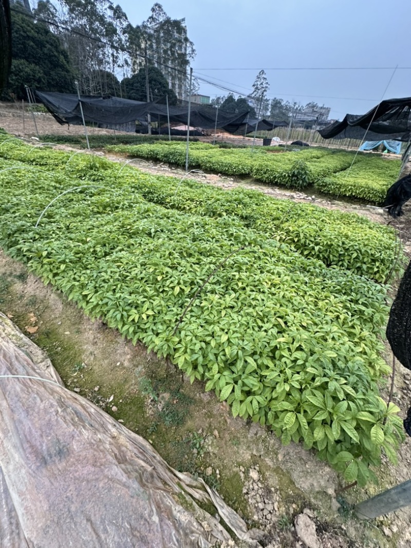 三叉苦中药材