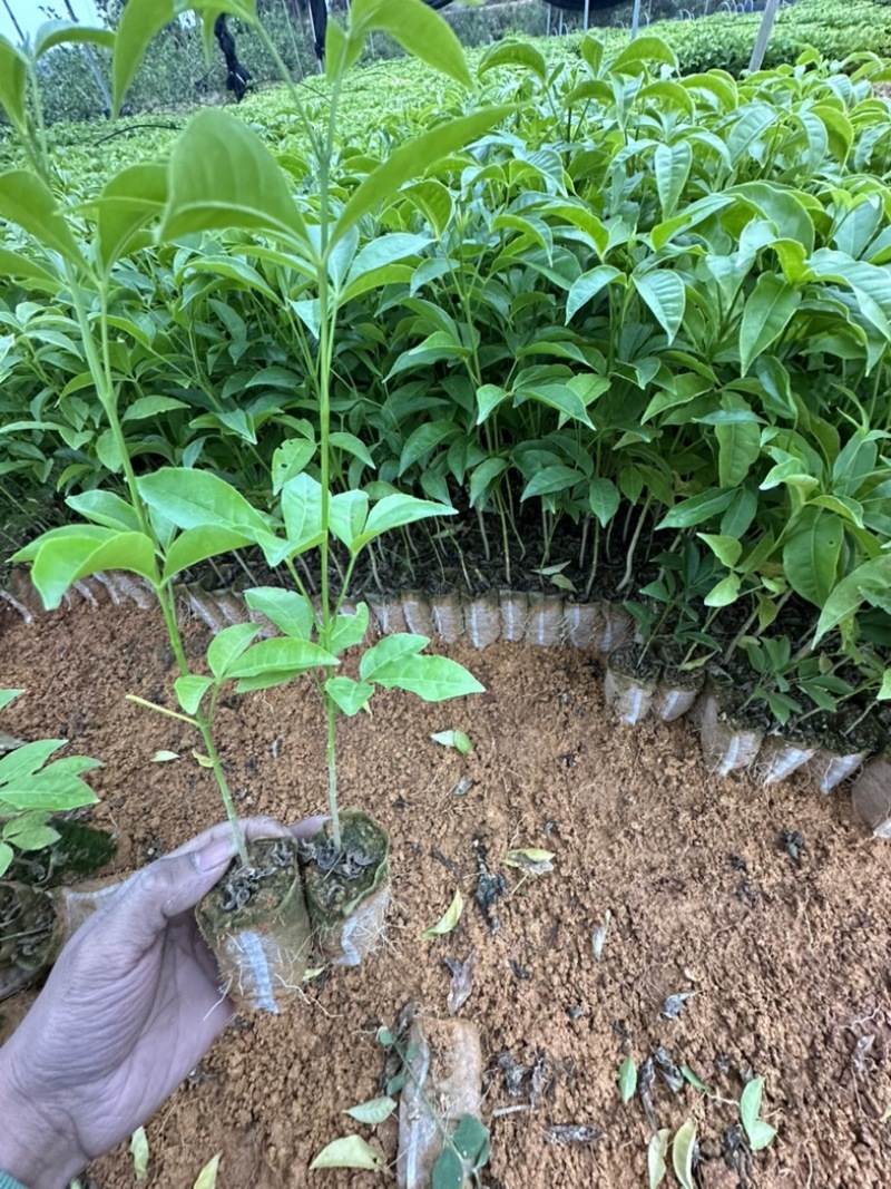 三叉苦中药材