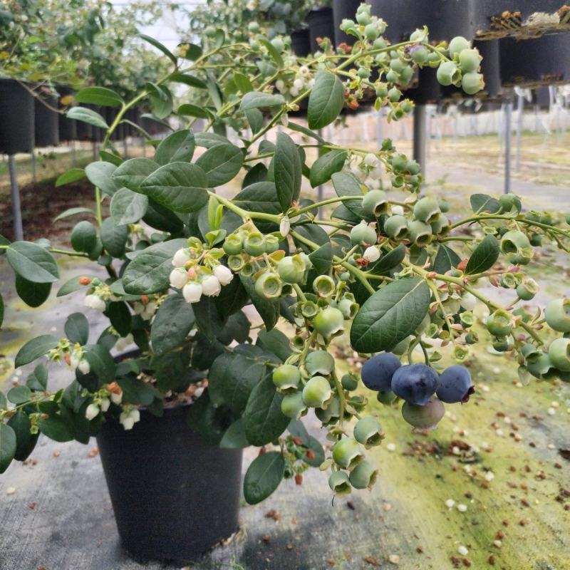 云南澄江蓝莓苗蓝莓树带花带果发货可落地配/整车批发/一件