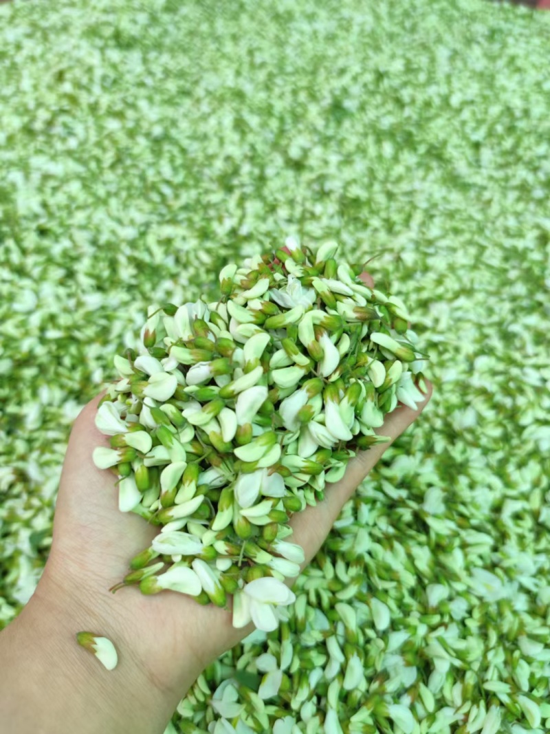 四川供应野菜特菜槐花