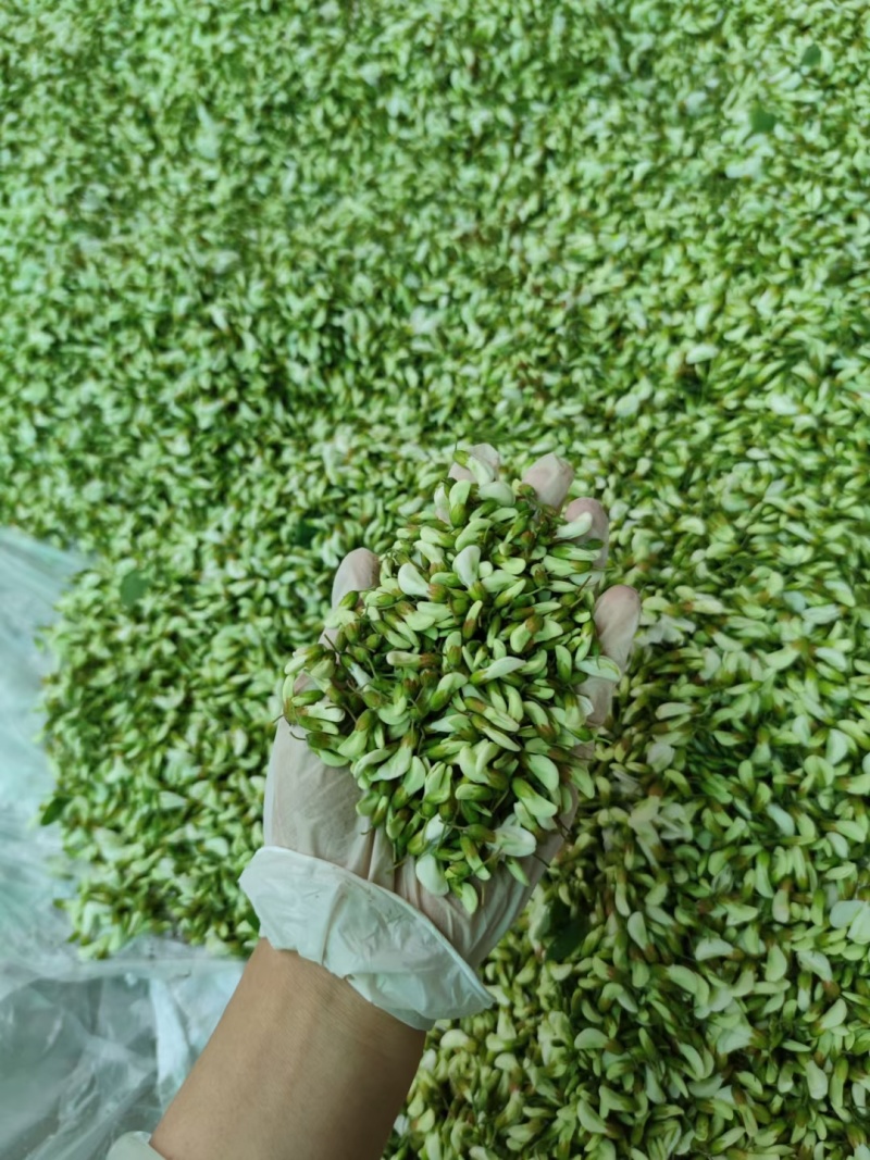 四川供应野菜特菜槐花