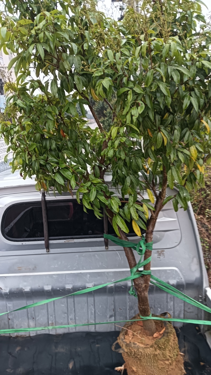 产地香山村，香山鸡荔枝树苗牵枝树苗荔枝苗欢迎来电