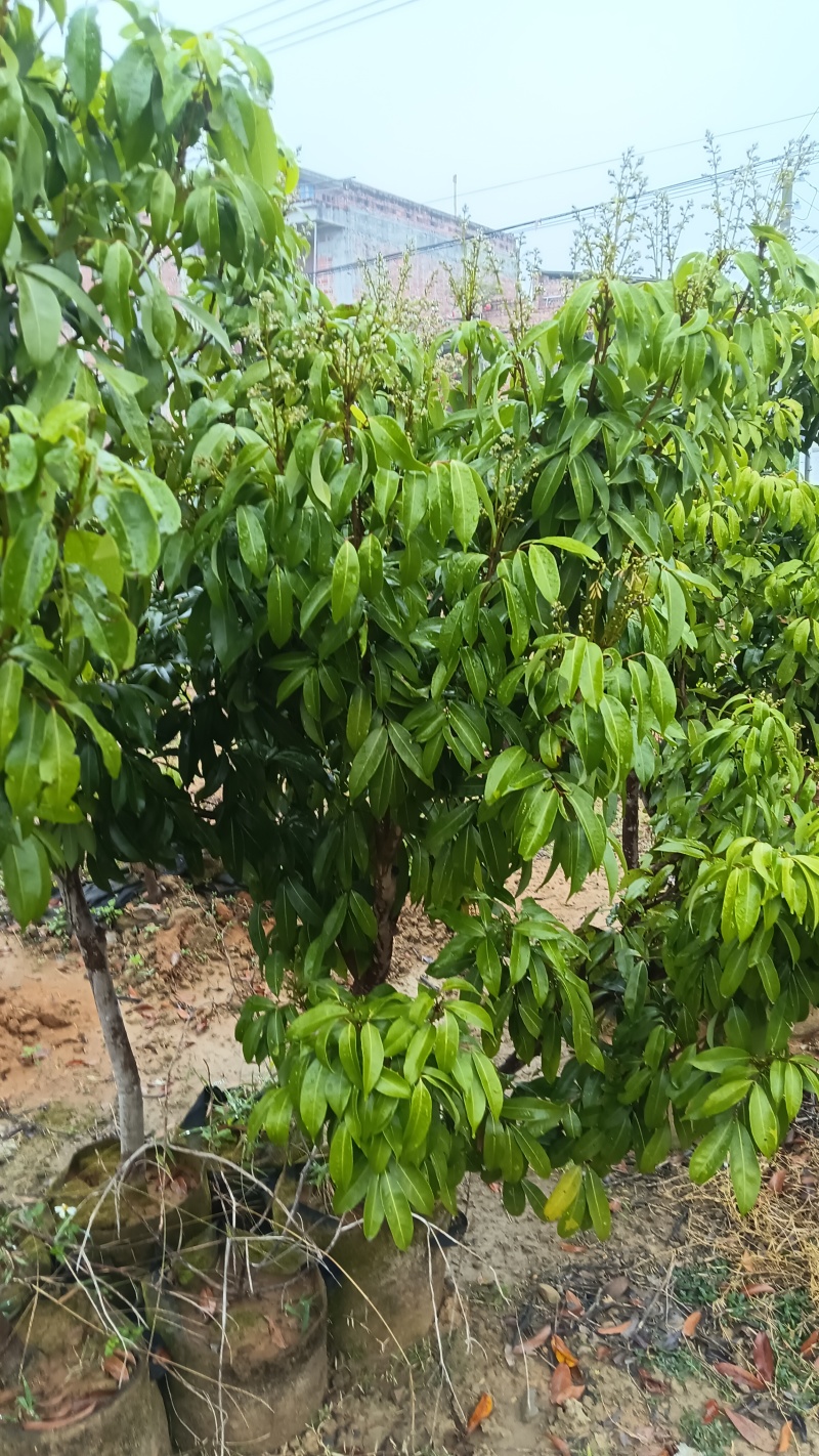 产地香山村，香山鸡荔枝树苗牵枝树苗荔枝苗欢迎来电