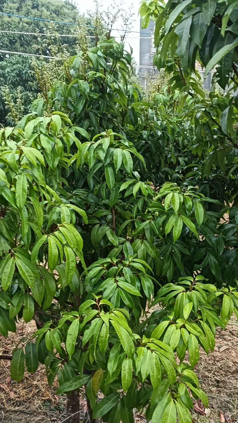 产地香山村，香山鸡荔枝树苗牵枝树苗荔枝苗欢迎来电