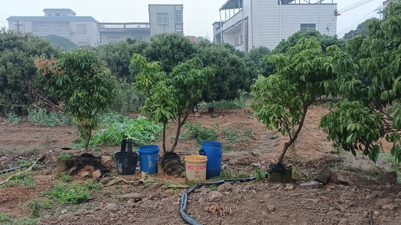 产地香山村，香山鸡荔枝树苗牵枝树苗荔枝苗欢迎来电