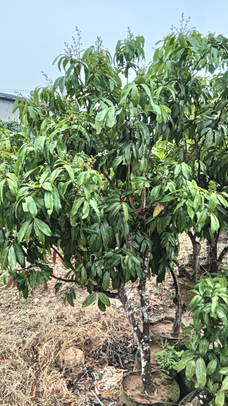 产地香山村，香山鸡荔枝树苗牵枝树苗荔枝苗欢迎来电