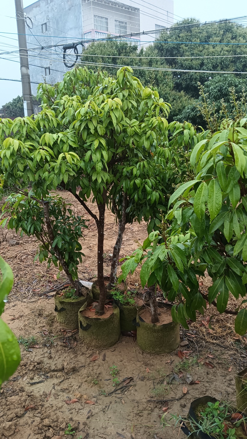 产地香山村，香山鸡荔枝树苗牵枝树苗荔枝苗欢迎来电