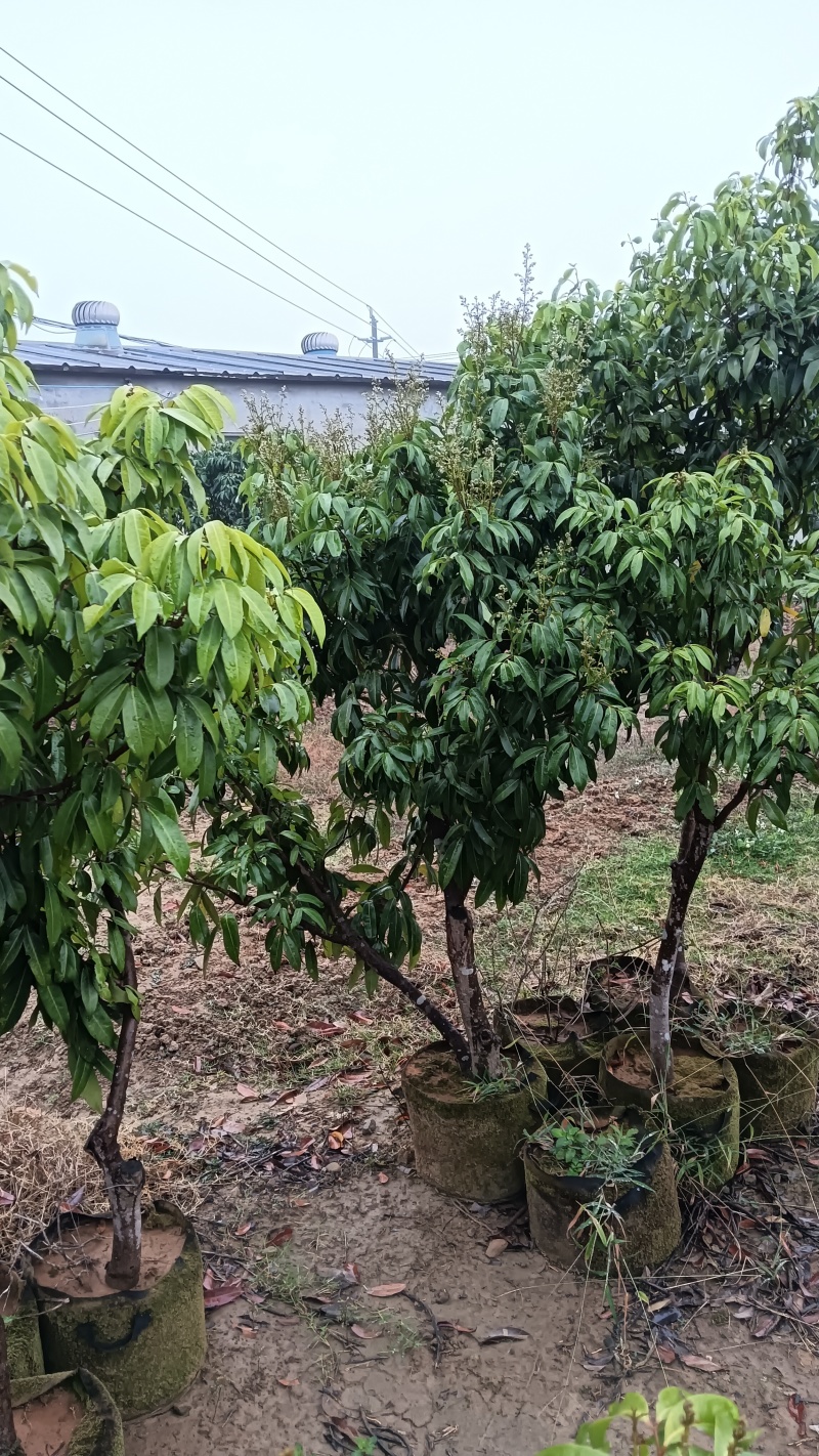 产地香山村，香山鸡荔枝树苗牵枝树苗荔枝苗欢迎来电