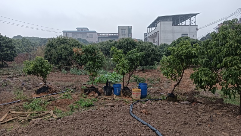 产地香山村，香山鸡荔枝树苗牵枝树苗荔枝苗欢迎来电