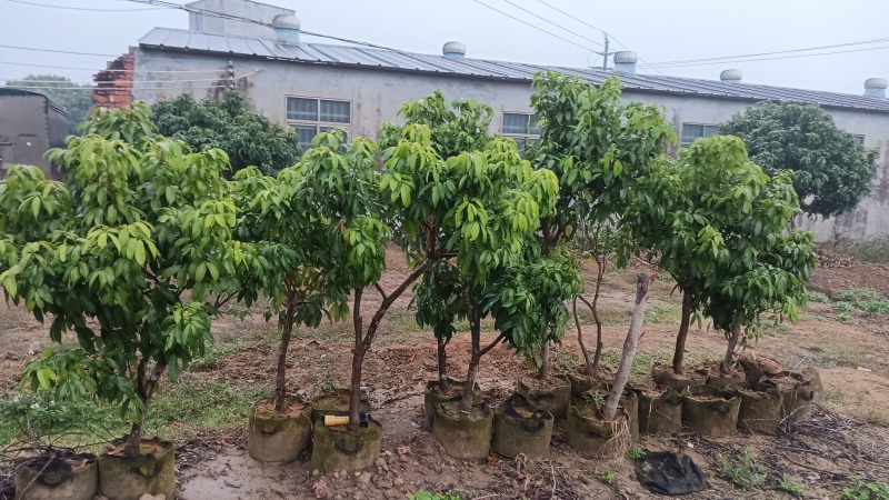 产地香山村，香山鸡荔枝树苗牵枝树苗荔枝苗欢迎来电