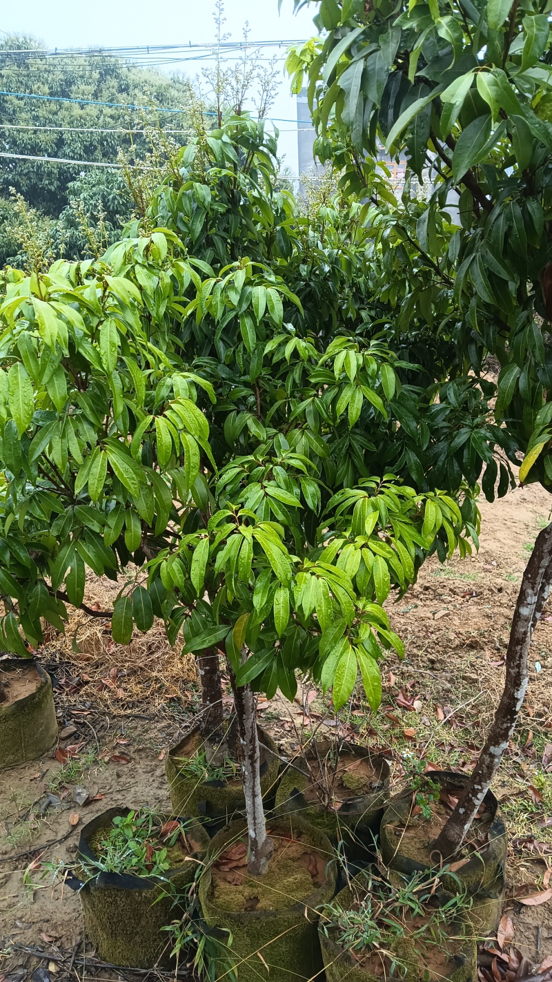 产地香山村，香山鸡荔枝树苗牵枝树苗荔枝苗欢迎来电