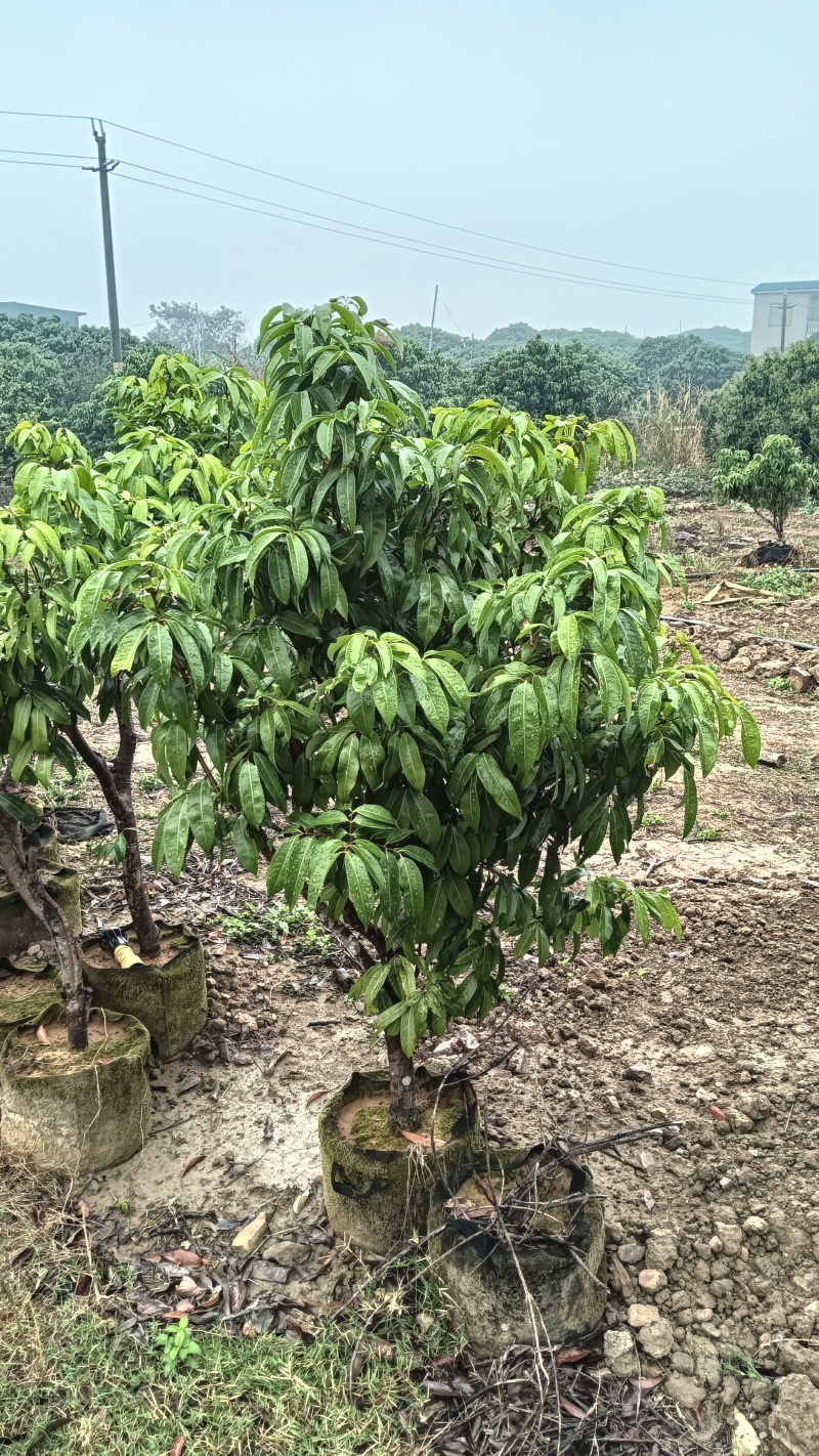 产地香山村，香山鸡荔枝树苗牵枝树苗荔枝苗欢迎来电