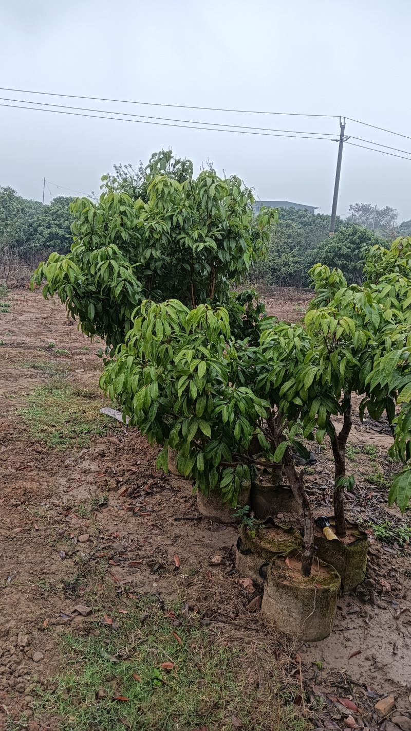 产地香山村，香山鸡荔枝树苗牵枝树苗荔枝苗欢迎来电