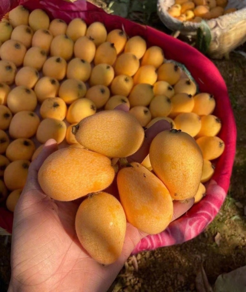 《产地批发》云霄枇杷现摘现发对接批发~商超~电商平台