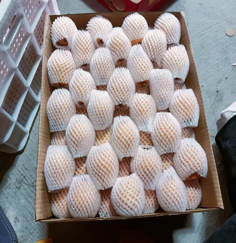 《产地批发》云霄枇杷现摘现发对接批发~商超~电商平台