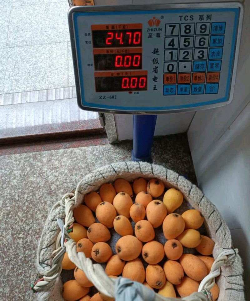 《产地批发》云霄枇杷现摘现发对接批发~商超~电商平台
