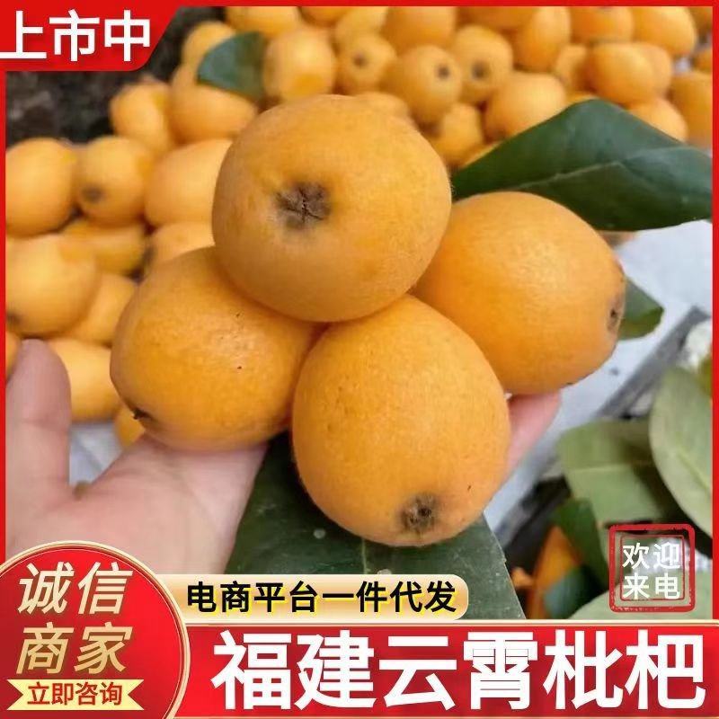《产地批发》云霄枇杷现摘现发对接批发~商超~电商平台