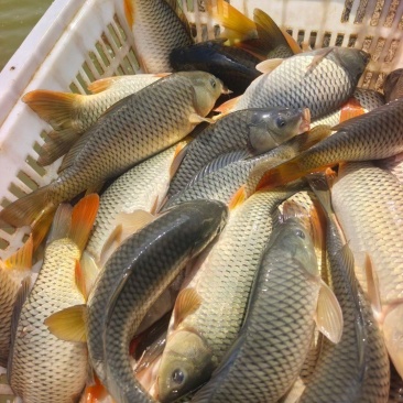 鲤鱼