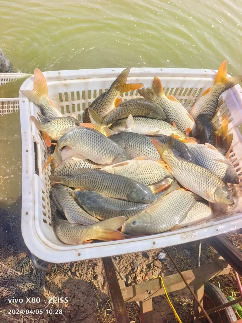 鲤鱼