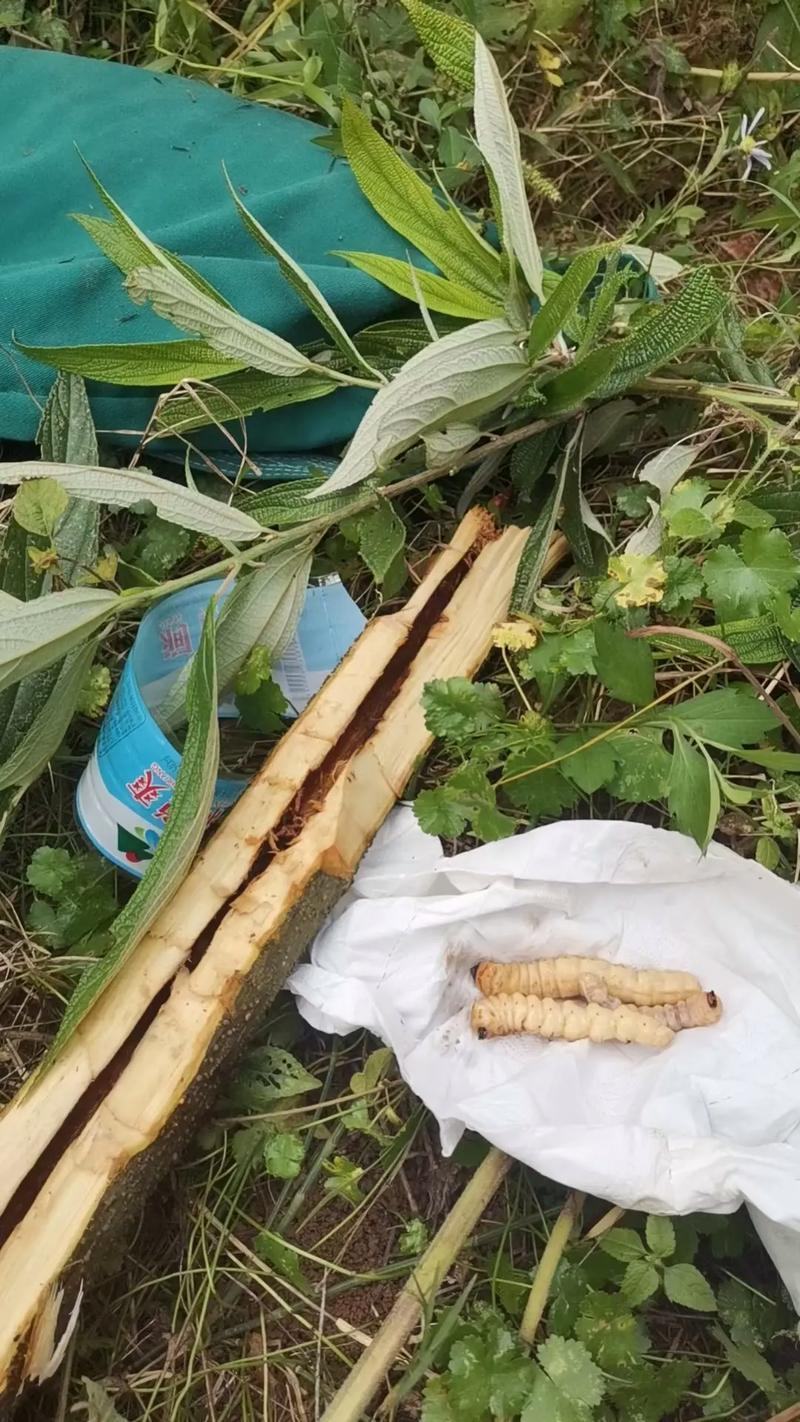 柴虫